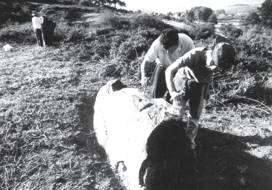 Labores de limpieza y saneamiento biol�gico de los menhires