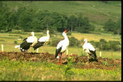 IMG0033.jpg (62939 bytes)